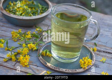 goldenrod, tige dorée (Solidago virgaurea), thé à base de fleurs, Allemagne Banque D'Images