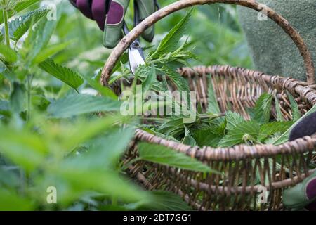 Ortie de stining (Urtica dioica), récolte d'ortie, orties sont collectées dans un panier avec des gants de jardin, Allemagne Banque D'Images