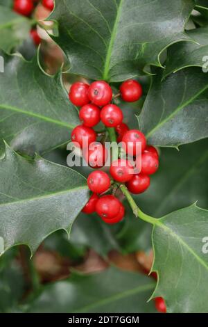 Houx, houx commun, houx anglais, houx européen, houx de Noël (Ilex aquifolium), branche de fruits, Suisse Banque D'Images