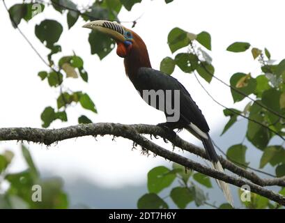 Charme à col rusé (Aceros nipalensis), perchée sur une branche d'un arbre, vue latérale, Inde, Himalaya, Eaglenest Banque D'Images