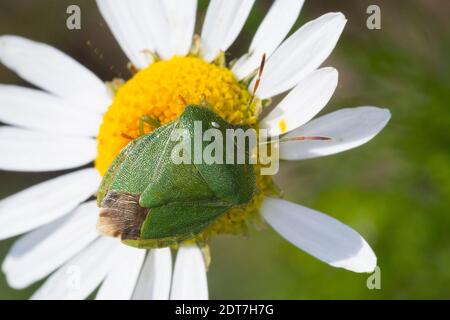 Green Shield bug (Palomena viridissima), vue de dessus, Allemagne Banque D'Images