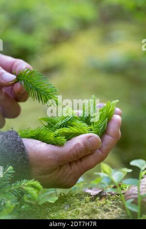 Épinette de Norvège (Picea abies), jeunes pousses fraîches d'épinette sont récoltées, Allemagne Banque D'Images