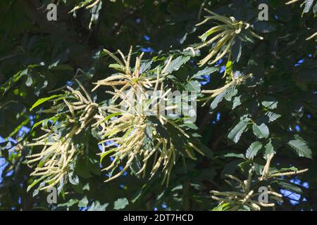 Châtaigne espagnole, châtaigne douce (Castanea sativa), floraison, Allemagne Banque D'Images