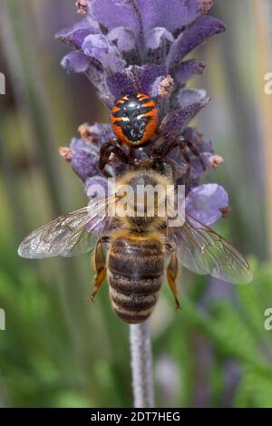 L'araignée de crabe, araignée Napoléon (Synema globosum, Synaema globosum), a capturé une abeille sur une fleur de lavande, en Allemagne Banque D'Images