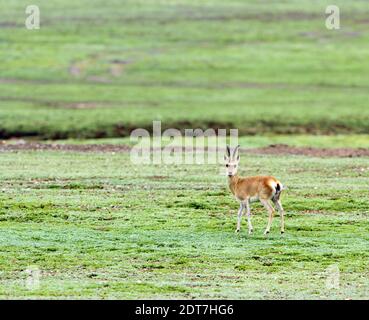 goa, gazelle tibétaine (Procapra picticaudata), homme sur le plateau tibétain, Chine, Tibet Banque D'Images