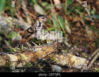 Laughingthrush (Ianthocinta konkakinhensis), perçant sur une branche cassée au sol, vue latérale, Vietnam, Mang Den, Kon Ka Kinh Banque D'Images