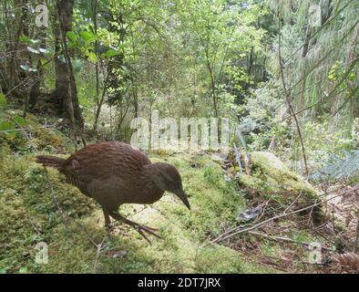 Stewart Island Weka, Stewart Island weka rail (Gallirallus australis scotti, Gallirallus scotti), marche sur le terrain forestier, vue latérale, Nouvelle-Zélande, Banque D'Images