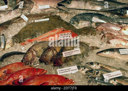 Poissons d'eau salée dans la glace, Allemagne Banque D'Images