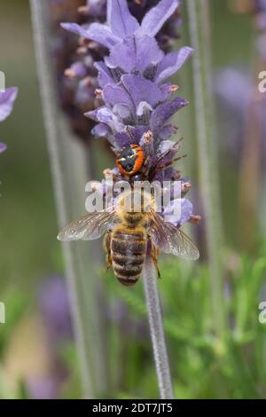 L'araignée de crabe, araignée Napoléon (Synema globosum, Synaema globosum), a capturé une abeille sur une fleur de lavande, en Allemagne Banque D'Images