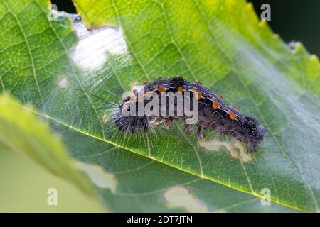 Four-spotted Valet (Lithosia quadra), Caterpillar, Allemagne Banque D'Images