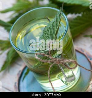 Ortie de stining (Urtica dioica), thé d'ortie de stining fait soi-même, Allemagne Banque D'Images