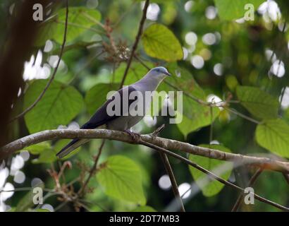 Pigeon impérial de montagne, pigeon à dos de marron, pigeon impérial de Hodgson (Ducula badia), perçant sur une branche de la forêt tropicale de pluie, à côté Banque D'Images