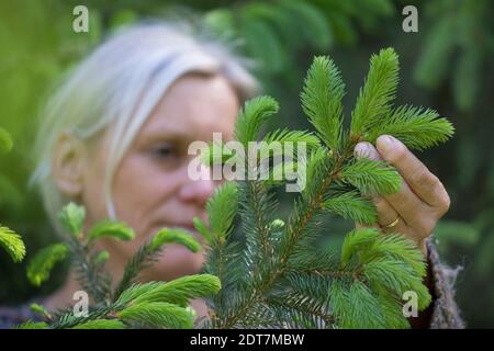 Épinette de Norvège (Picea abies), jeunes pousses fraîches d'épinette sont récoltées, Allemagne Banque D'Images