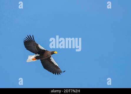 Aigle de mer de Stellers (Haliaeetus pelagicus), adulte volant au-dessus, Japon, Hokkaido Banque D'Images