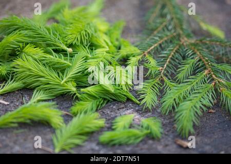 Épinette de Norvège (Picea abies), jeunes pousses fraîches d'épinette sont récoltées, Allemagne Banque D'Images