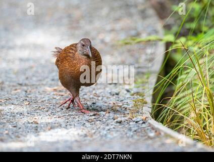 Île Stewart Weka, chemin de fer de l'île Stewart (Gallirallus australis scotti, Gallirallus scotti), marche au sol, Nouvelle-Zélande, île Stewart, Banque D'Images