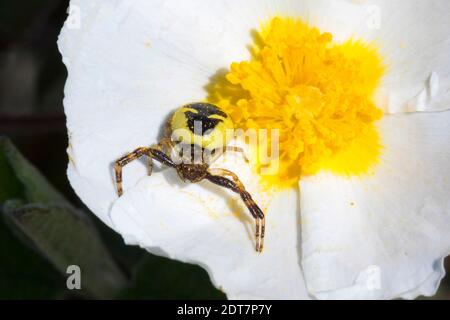 Araignée crabes, araignée Napoléon (Synema globosum, Synaema globosum), femelle qui se cache derrière pour une proie sur une fleur rocheuse, vue de face, Allemagne Banque D'Images