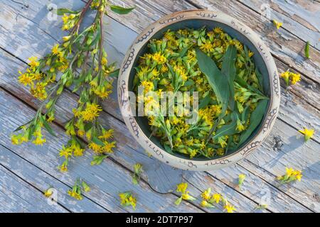 goldenrod, tige dorée (Solidago virgaurea), récolte des fleurs de la verge locale dans un plat, en Allemagne Banque D'Images