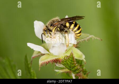 Carder en laine à fronton direct Bee mâle, anthidium maculifrons, Megachilidae. Longueur du corps 9 mm. Nectaring à la framboise rouge, Rubus strigogus, Rosaceae. Banque D'Images