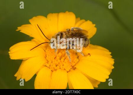Abeille mâle à longues cornes, Svastra sabinensis sabinensis, Apidae. Longueur du corps 11 mm. Le Nectaring à l'aster. Banque D'Images