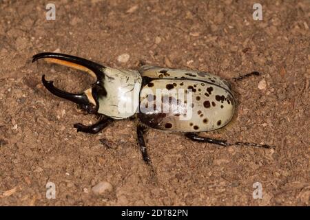 Hercules Beetle mâle de Grant, Dynastes grantii, Scarabaeidae. Longueur du corps 48 mm sans avertisseur sonore. Avec une longueur de klaxon de 70 mm. Banque D'Images