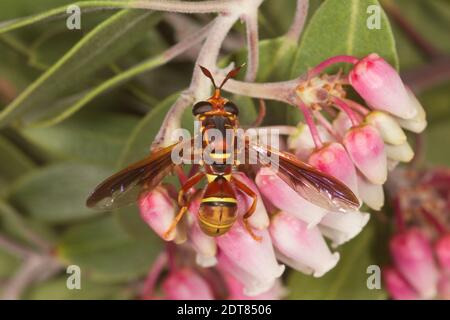 Syrphide Fly femelle, Sphixiximapha loewi, Syrphidae. Longueur du corps 14 mm. Nectaring à Pointleaf Manzanita, Arctostaphylos pungens, Ericaceae. Banque D'Images