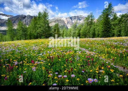 Fleurs sauvages Blooming par le sentier du lac Egypt en été Banque D'Images