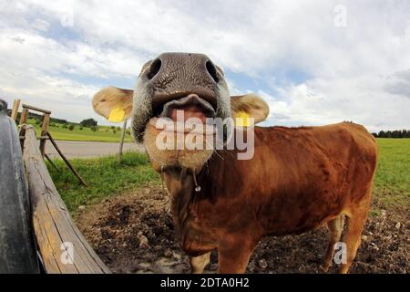 Une jeune vache laitière s'étira de sa langue. La langue d'une vache Banque D'Images