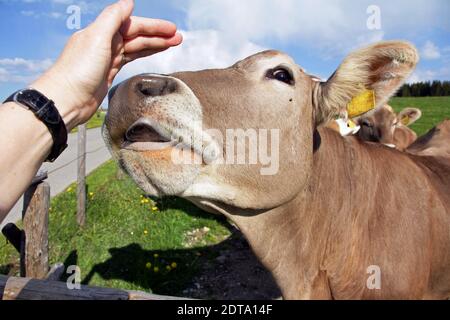 Une jeune vache laitière liche la main d'une femme Banque D'Images