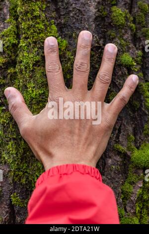 La main d'un homme a touché l'écorce d'un arbre. Mise au point sélective, vue sur la rue, concept photo connexion avec la nature. Banque D'Images