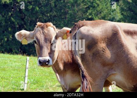 Jeune curieux brun et Simmental sur le pâturage Banque D'Images