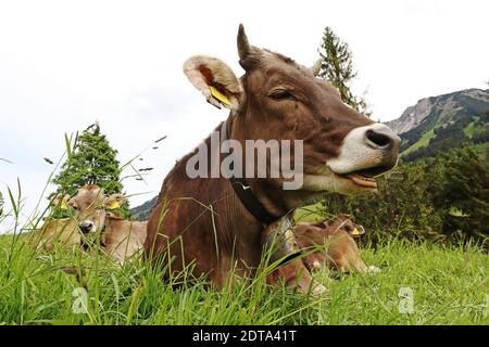 Drôle de photo d'une vache avec des cornes et la cloche avec bouche ouverte dans les montagnes Banque D'Images