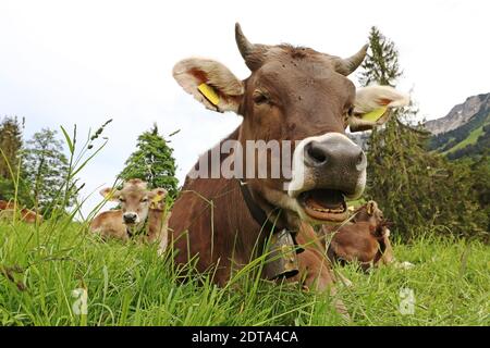 Drôle de photo d'une vache avec des cornes et la cloche avec bouche ouverte dans les montagnes Banque D'Images