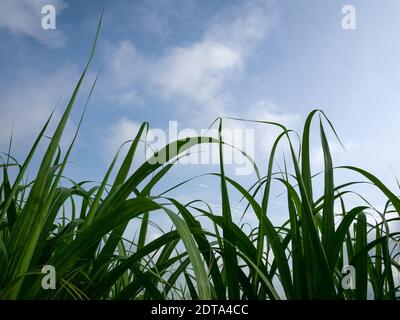 Vue à angle bas des plantes de bambou poussant sur le champ contre le ciel