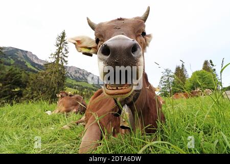 Drôle de photo d'une vache avec des cornes et la cloche avec bouche ouverte dans les montagnes Banque D'Images