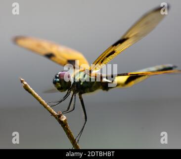 Une libellule est un insecte appartenant à l'ordre Odonata, l'infraordre Anisoptera Banque D'Images