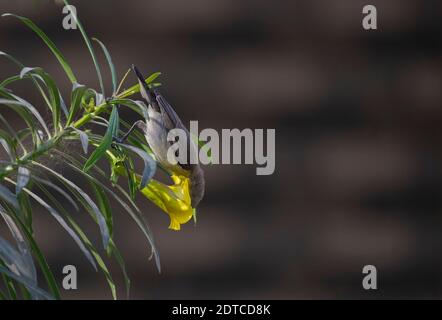 sunbird violet femelle (Cinnyris asioticus) au bopal. Banque D'Images