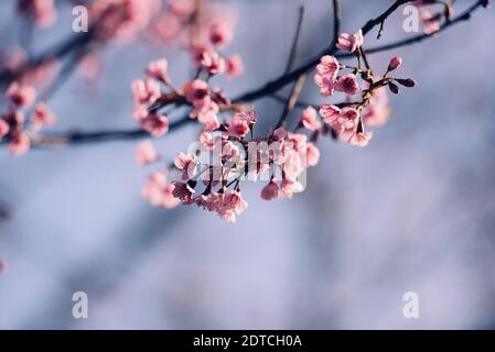 Fleur de cerisier de l'Himalaya sauvage, belle fleur rose sakura en paysage d'hiver Banque D'Images