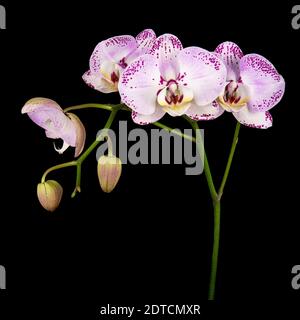 Studio de prise de vue d'orchidée pourpre Banque D'Images