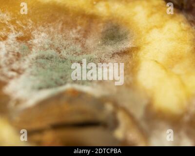 Macro photo avec moule blanc. Moule champignon sur les fruits. Entreposage inadéquat des fruits Banque D'Images