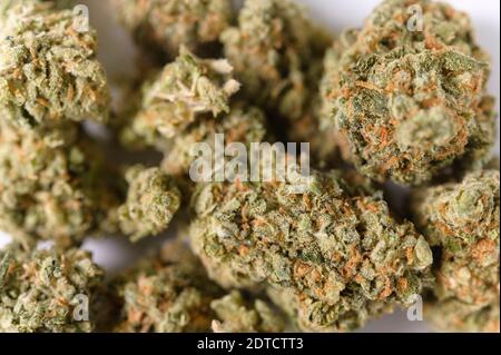 Gros plan des bourgeons de cannabis Banque D'Images