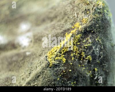 Motifs abstraits de moisissures sur les fruits. Gros plan et texture du moule. Motifs fantaisie Banque D'Images