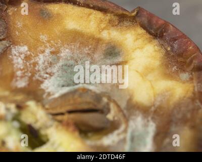 Pomme moueuse. Moisissures et champignons sur les fruits et légumes Banque D'Images