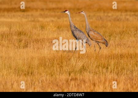 États-Unis, Idaho, Bellevue, grues Sandhill (Antigone canadensis) marchant dans l'herbe Banque D'Images