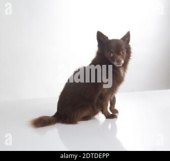 Mignon chien brun foncé chihuahua assis sur fond blanc Banque D'Images
