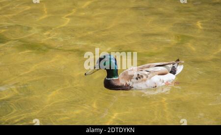 Le canard colvert flotte sur l'eau. Le canard tourbillonne dans de l'eau claire et claire Banque D'Images