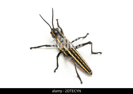 Sauterelle tachetée du Nord (Aularches miliaris) isolée sur fond blanc Banque D'Images