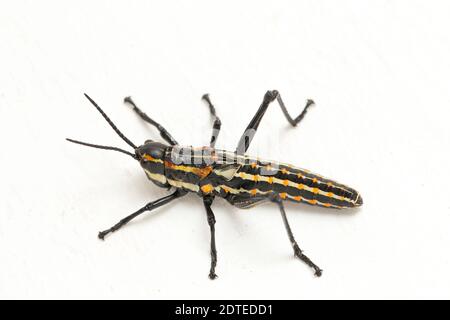 Sauterelle tachetée du Nord (Aularches miliaris) isolée sur fond blanc Banque D'Images