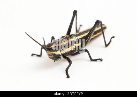 Sauterelle tachetée du Nord (Aularches miliaris) isolée sur fond blanc Banque D'Images