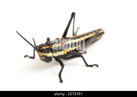 Sauterelle tachetée du Nord (Aularches miliaris) isolée sur fond blanc Banque D'Images